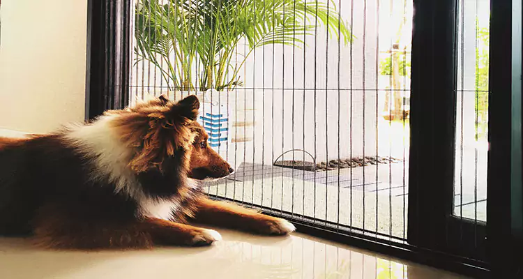 Sliding Screen Pet Door Repair in Citrus Park, FL