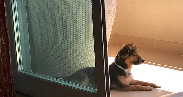 French Door Pet Screen Repair in Citrus Park, FL